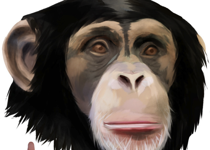singe, waandu